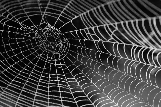 a spider web showing what links are like